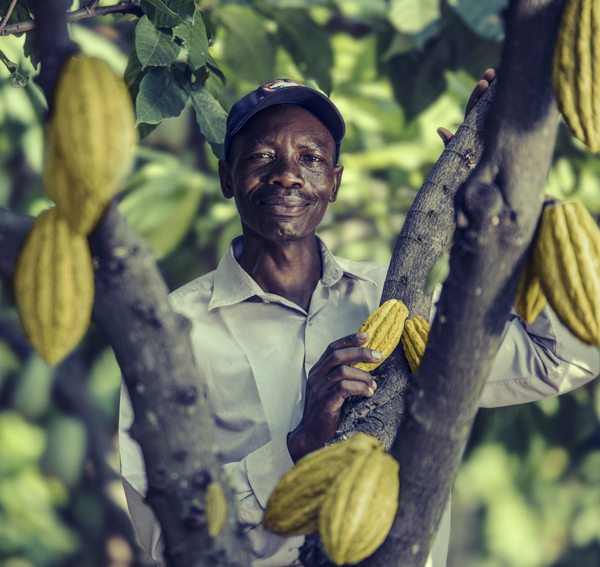 plantation-tanzania-planter-cocoa-tree-scaled-600